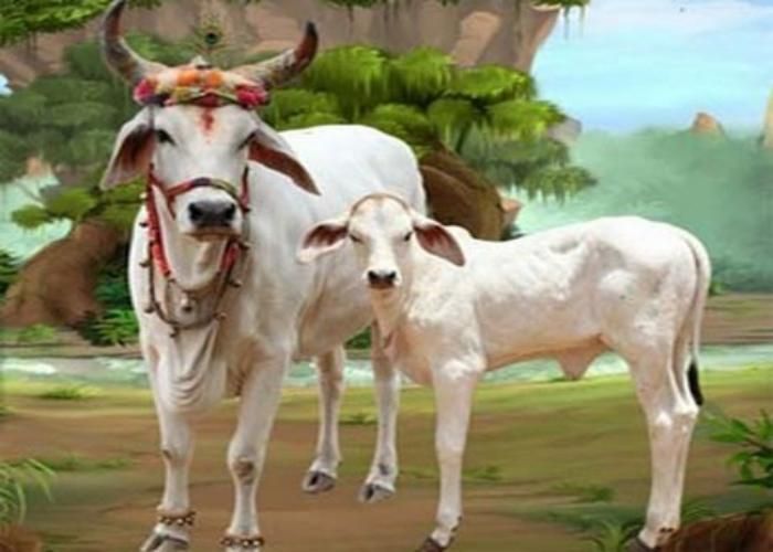 Gau Mata  Why is the Cow Revered in India  Dharmic Verses