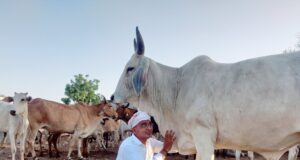 मुंबई मे कितनी गौशालाएँ हैं?