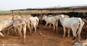 गौरवा गौ आश्रय स्थल अव्यवस्था का शिकार