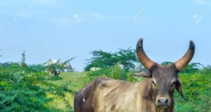 योगी का झांसी दौरा: सीएम ने किया गोशाला का निरीक्षण, बोले- गोबर गैस प्लांट लगाएं, गायों की संख्या बढ़ाएं