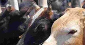 MP – गौ तस्कर शहनाज, रफीक और इकबाल गिरफ्तार, 5 गौवंशों को कराया मुक्त