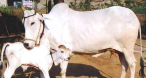 ओंगल नस्ल की गाय रिकार्ड 13 करोड़ में बिकी, पूरा मामला जानकर रह जाएंगे दंग