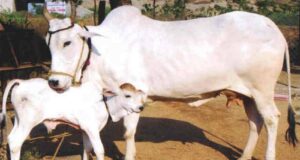 पशु विभाग ने पशु पालकों को दी गारंटी बछिया होगा या बछड़़ा कृत्रिम गर्भाधान की श्रंखला में एक ओर कदम