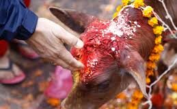 गौ पूजन से मिलेगी मुक्ति..