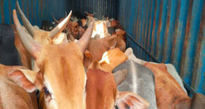 मवेशियों से भरा कंटेनर जब्त, आधा दर्जन मवेशियों के मरने की भी आशंका