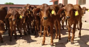 जून महीना है दुधारू एवं अन्य सभी मवेशियों को अन्तं कृमि नाशक दवा देने का उपयुक्त समय