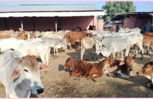 Kota News – 2600 गोवंश सर्दी में कहर रहीं , बंधा धर्मपुरा गोशाला और कायन हाउस गोशाला में सर्दी का सितम , 184 गोवंशों ने तोड़ा दम