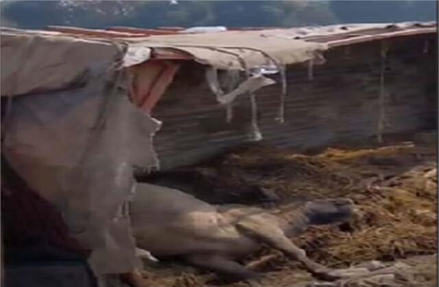 2024_2image_14_10_474082470gfvhg-ll