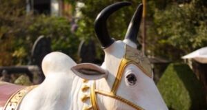 गौ माता को ऐसे करें प्रसन्न, चमक उठेगा आपका सोया हुआ भाग्य