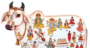 पहली रोटी गाय को खिलाएं