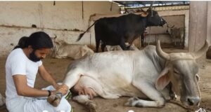 गायों के लिए बड़ी संख्या में दान करें- दिल्ली हाईकोर्ट