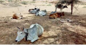 बेबस गौवंश भटक रहे पानी की तलाश में