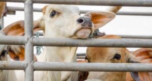 पंजाब में नहीं थम रही गौ तस्करी