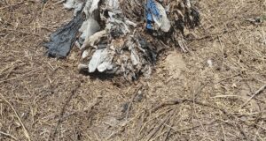 पालीथिन की दुष्परिणाम, जिसे खाने से गाय की हो गई मौत ऐसे आते हैं पालीथिन के गंभीर परिमाण, पालीथिन जिसे खाने से गाय की हो गई मौत