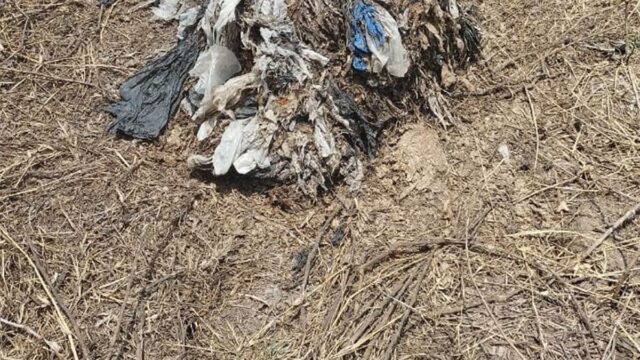 23_05_2024-cow_dathepolithin ऐसे आते हैं पालीथिन के गंभीर परिमाण, पालीथिन जिसे खाने से गाय की हो गई मौत