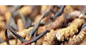 हिमालयी जड़ी बूटियों पर गहराता संकट*