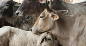 मध्य प्रदेश में गोवंश के 50 शव मिले