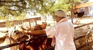 रामबिलास शर्मा ने अपने जन्मदिन पर गौ सेवा की