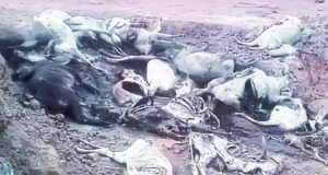 अमानवीयता की पार की हद : 50 से ज्यादा मृत गाय-बछड़ों को खुले में फेंका
