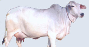 थारपारकर गाय पशुपालकों के लिए ‘दुधारू सोना’ है