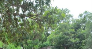 त्तर प्रदेश गौरक्षा दल ने चलाया अभियान घायल पीड़ित गोवंश उपचार