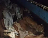 गौ तस्करी पर जशपुर पुलिस की बड़ी कार्रवाई