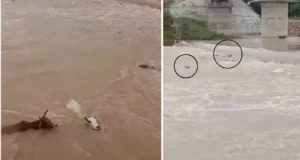 MP-50 से अधिक गायों को उफनती नदी में ढकेलने का वीडियो आया सामने