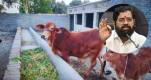 महाराष्ट्र सरकार का बड़ा फैसला, गाय को दिया राज्यमाता का दर्जा