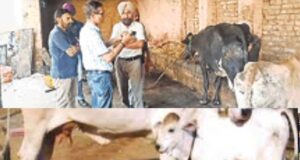 Punjab News: मस्जिद के पास हमलावरों ने आठ गायों को चाकुओं से गोदा