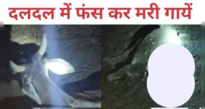 कीचड़ में फंस कर गायों की मौत