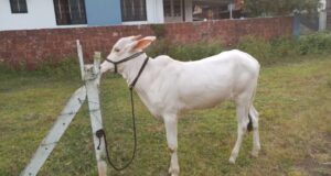 गो माता के विषय में कुछ रोचक जानकारी