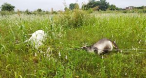 MP – मुदियाखेडा रामू भट्टा के पास 3 गायो की करंट से हुई मौत