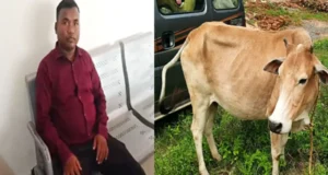 दो गायों पर एयरगन से हमला करने वाले आरोपी को पुलिस ने गिरफ्तार किया