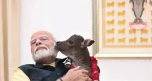 गाय-भैंसों के सात पुश्तों का इतिहास बताएगी चिप, पीएम मोदी करेंगे लांच