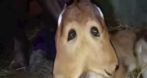 गाय ने दिया दो सिर वाले बछड़े को जन्म