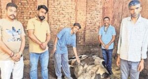 पंजाब में एक और गाय की मौत, भड़के गो भक्त, पढ़ें पूरा मामला