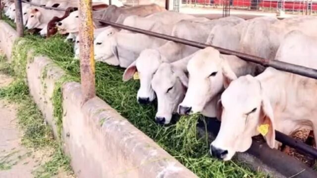 गौ पालन से हो रही है अच्छी कमाई