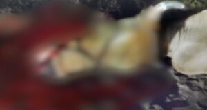 दीपावली से पहले दिल्ली के शास्त्री पार्क में गौ माता को काट कर फेंक दिया