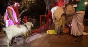 काली पूजा पर मंदिर में दी जाएगी 10000 पशुओं की बलि , रोक लगाने से कलकत्ता हाई कोर्ट का इनकार