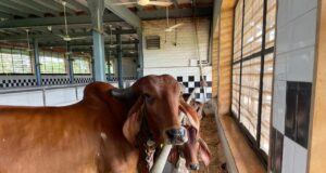 गौपालकों के लिए सरकार10 हजार रुपए इनाम देने जा रही है