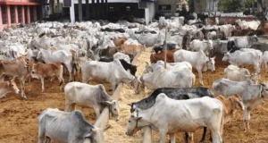 महाराष्ट्र के बाद अब राजस्थान में गाय को राज्यमाता का दर्जा देने की तैयारी