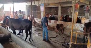 रुड़की की गौशाला में 19 गायों की मौत गौशाला में 2 दिन में 19 गायों की मौत (Photo- ETV Bharat)