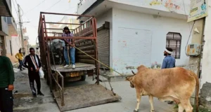 50 बेसहारा पशुओं को गौ-अभयारण भेजा