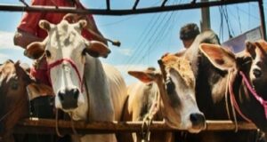 Punjab : गौ तस्करों के मंसूबे पर फिरा पानी 2 तस्कर गिरफ्तार