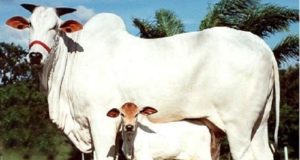 थारपारकर गाय भारत की बेहतरीन दुधारू गायों में से एक है