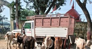 Jashpur News: गौ-तस्करी कर रहे आरोपी गिरफ्तार