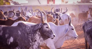 अमरेली जिले के लोग पशुपालन के माध्यम से आर्थिक रूप से मजबूत हो रहे हैं