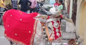 अनोखी गौ पूजा, चांदी के आभूषण से सजी गौरी