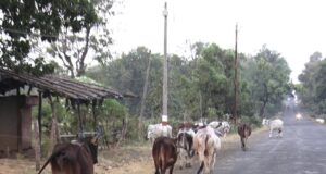 जो गौशाला बनवाएगा वो वोट पाएगा’, बुधनी में गाय बनी सियासी मुद्दा