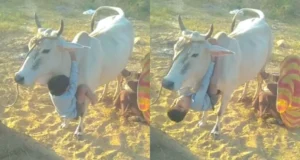 गौ माता के इस Video को देख लोगों ने कही ये बात
